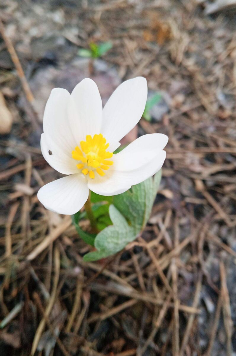  НЕЖДАНЧИК....        Сангвинария канадская. Убей не пойму откуда взялась. не садила и не сеяла. Для нашего региона достаточно редкое растение. Оказалась крупнее, чем я себе представляла.