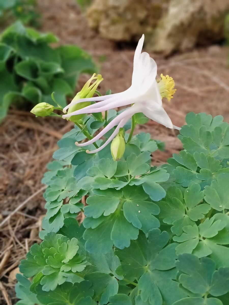 Аквилегия скопулорум —ребует песчаной, хорошо дренированной почвы и расположения на полном солнце. Нет никаких проблем с цветением. Изящная малютка.