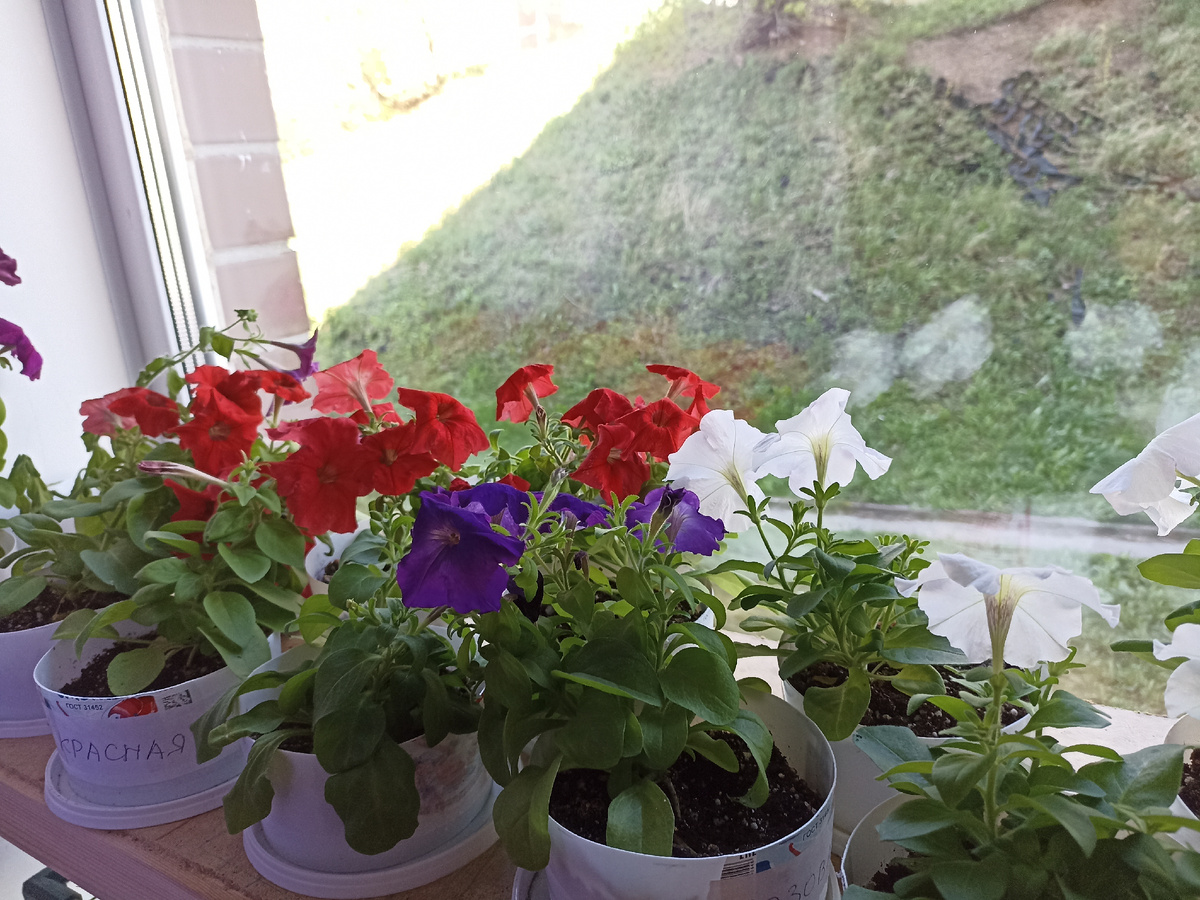 Мои петунии