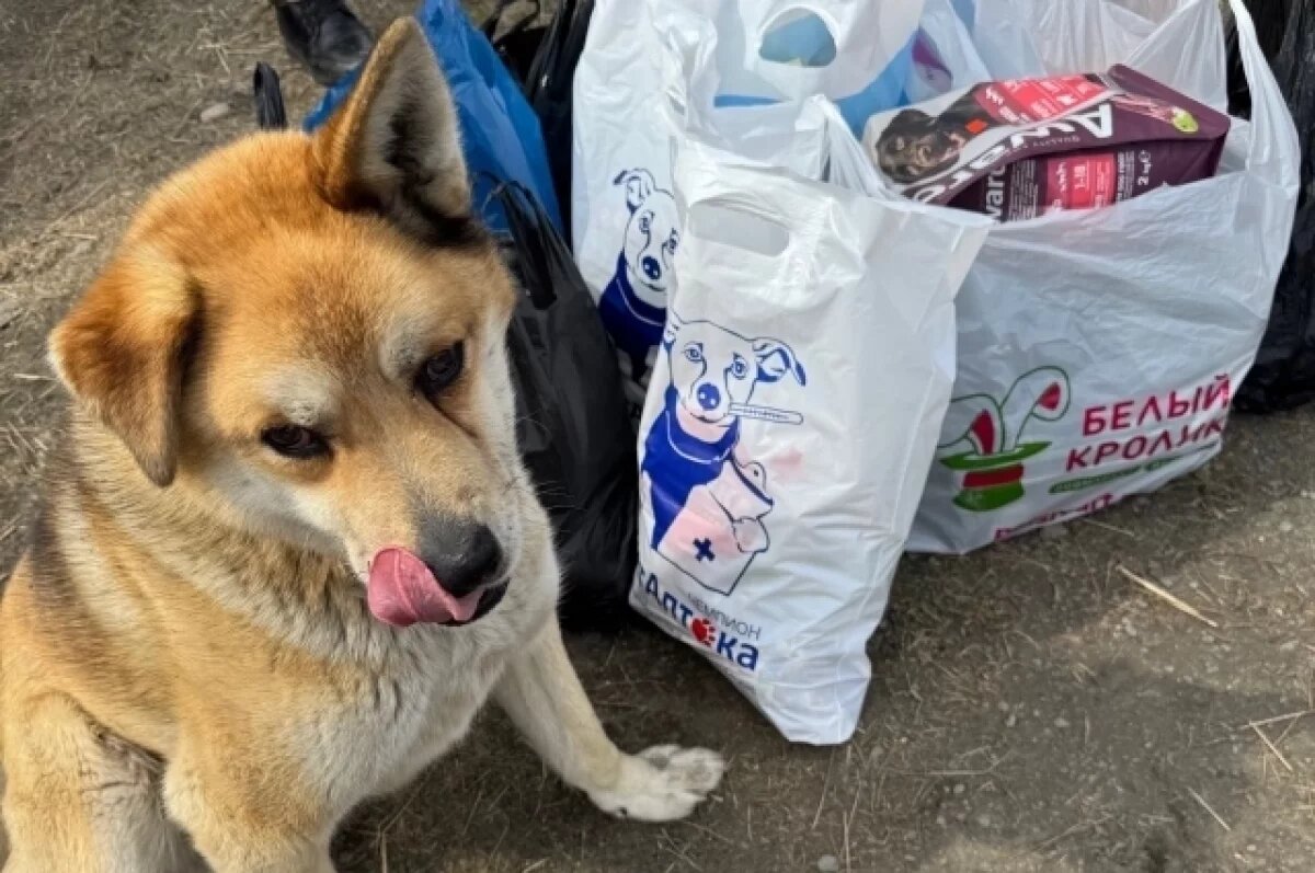    «Ростелеком» помог камчатскому приюту «Под крылом Кутха»