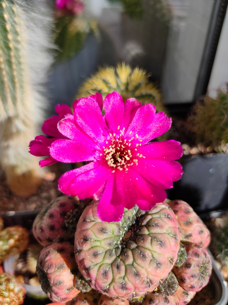 Это цветочек для вас