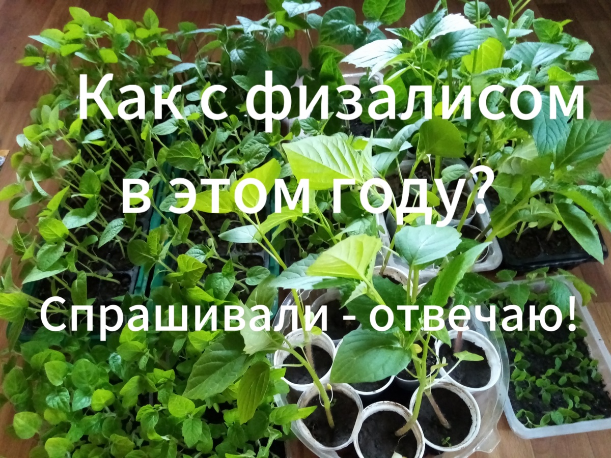 Рассада физалиса. Посмотрите, какой он разный.