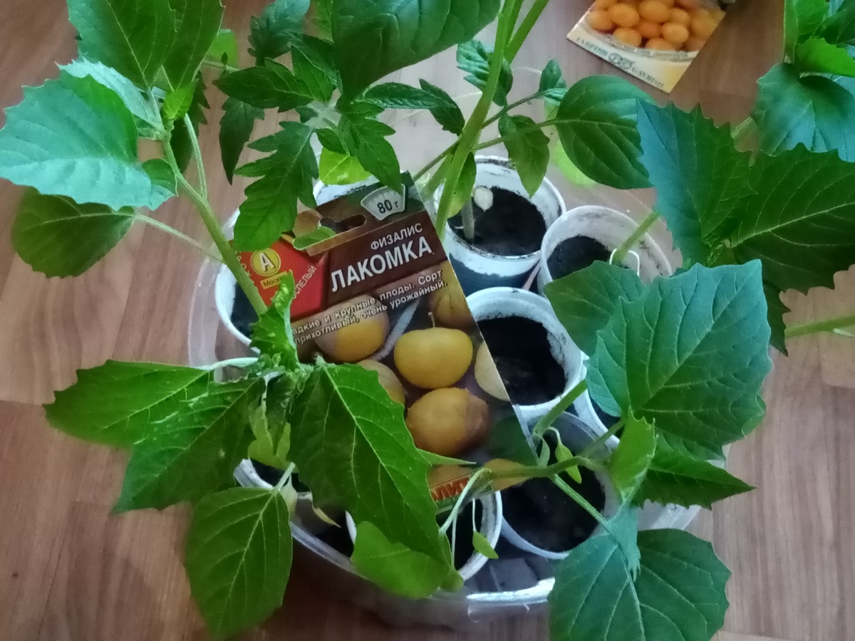 Растения довольно крупные в рассаде - около 30 см, хотя взрослый куст всего 70-75 см.