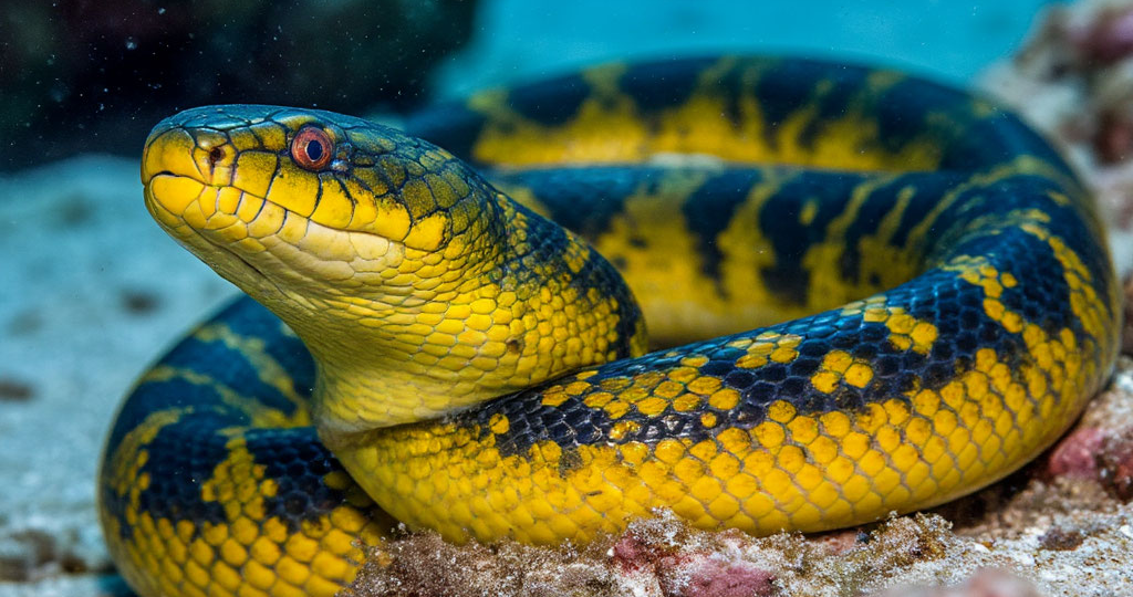 «Почему в Новой Зеландии нет змей: легенды маори и законы природы»