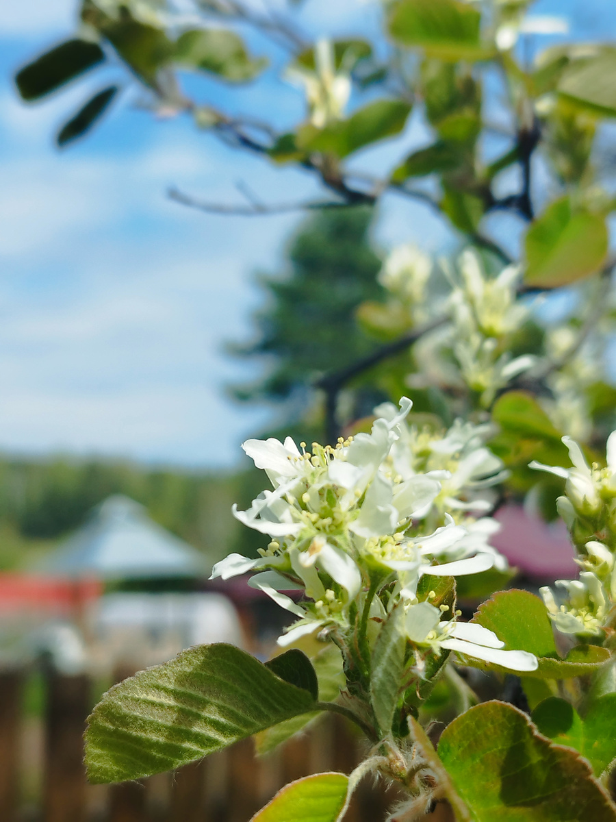 Ещё немного дачного, цветущего, прекрасного. Фото из личного архива автора. 