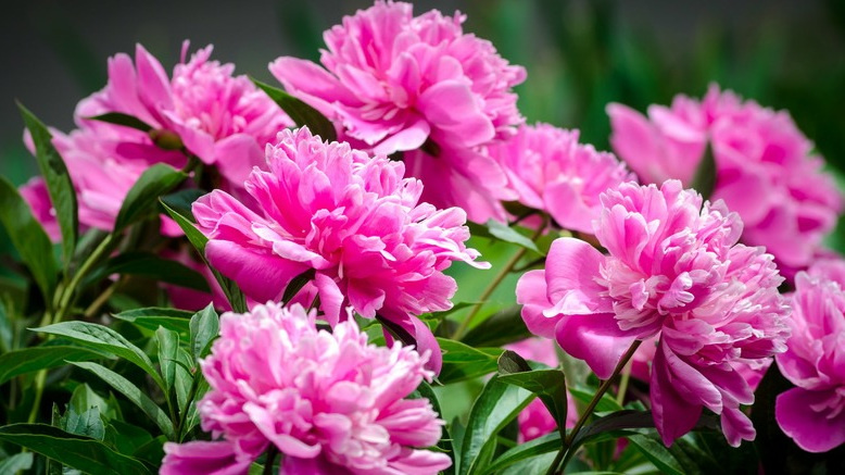 Результат применения горчичного раствора через 25 дней