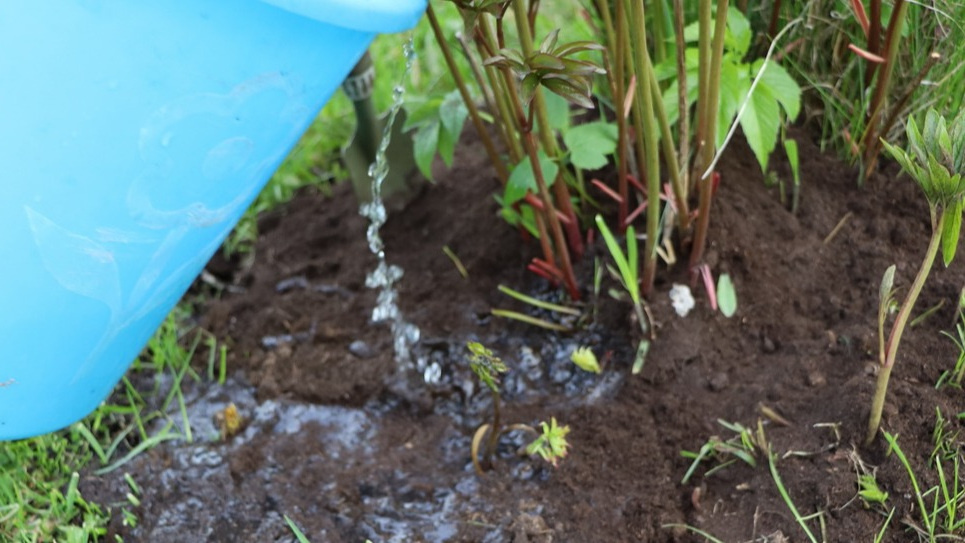 Важно соблюдать график подкормок.