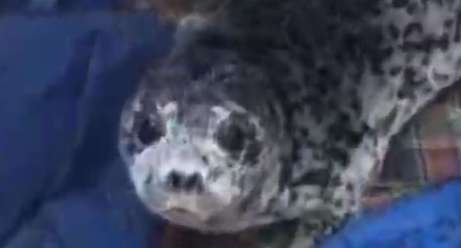    Пресс-служба МЧС