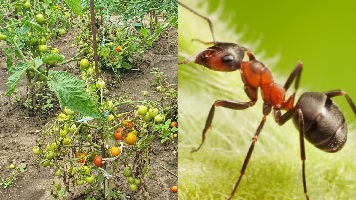 Садовые муравьи превратили мои растения в питомник для тли 