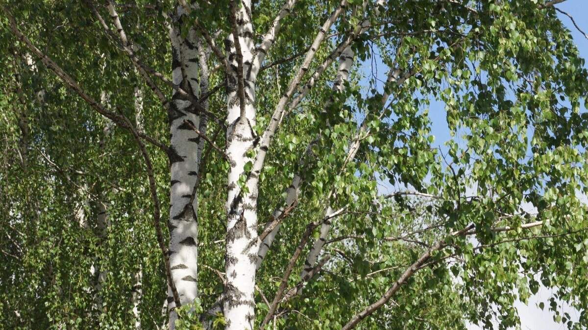     Источник: 1MI