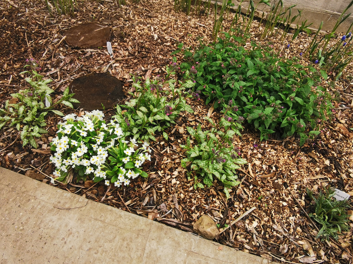 Мульча помогает бороться с сорняками, но это не панацея