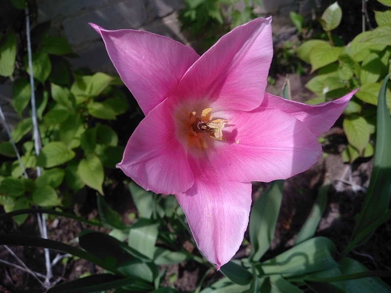 Раскрывшейся цветок напоминает лилиию