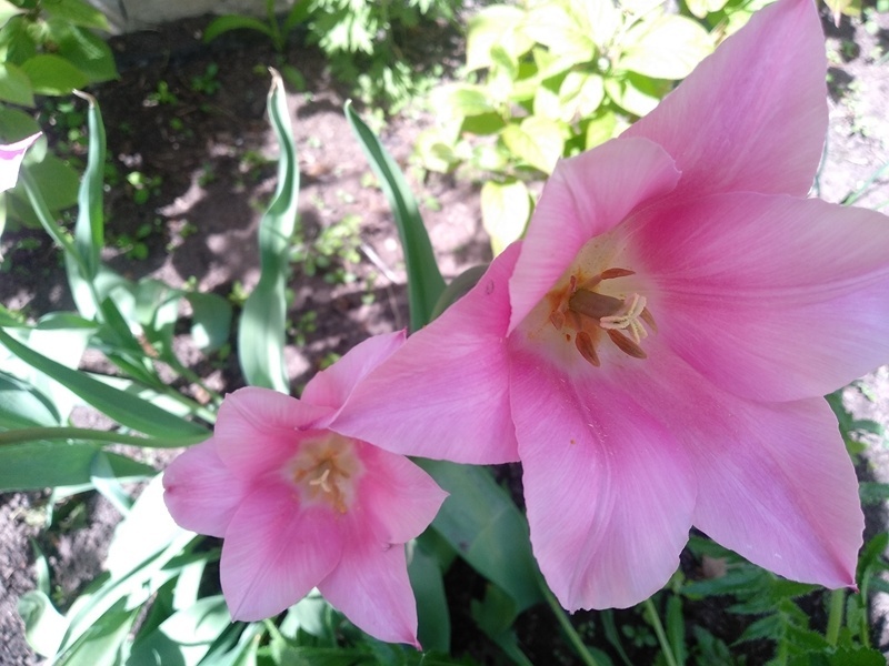 Цветение тюльпанов «Чайна пинк»в мае. Личное фото