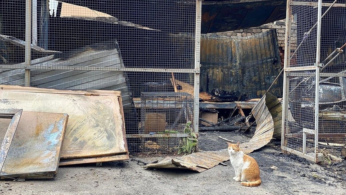    Фото: vk.com/sketecats