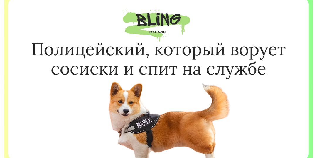 Фу Зай: самый обаятельный корги-полицейский