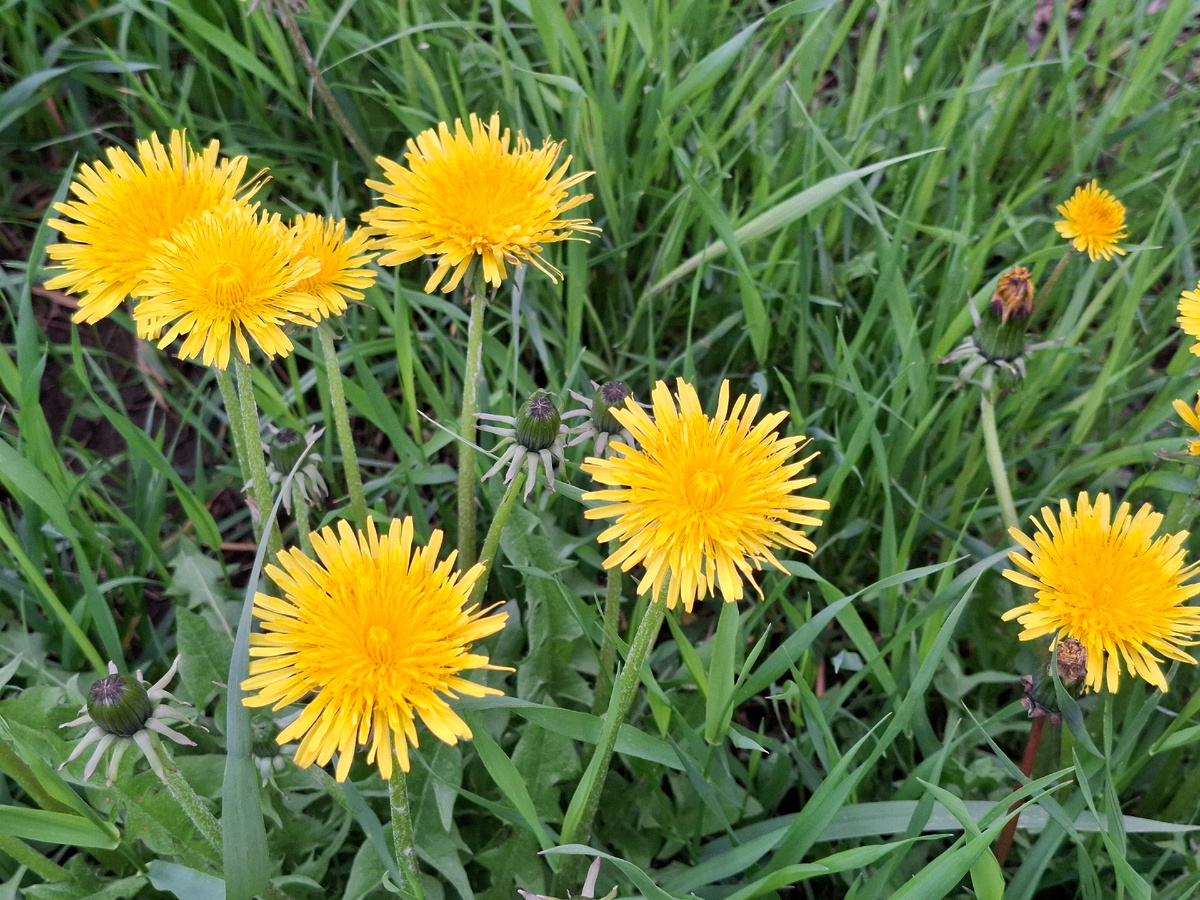 Расплескали золотые лучи одуванчиков по зелёному ковру яркой весенней травы. Залюбуешься
