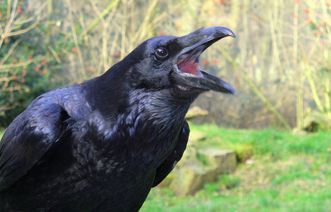 Размах крыльев может достигать 1,5 метров! 📏