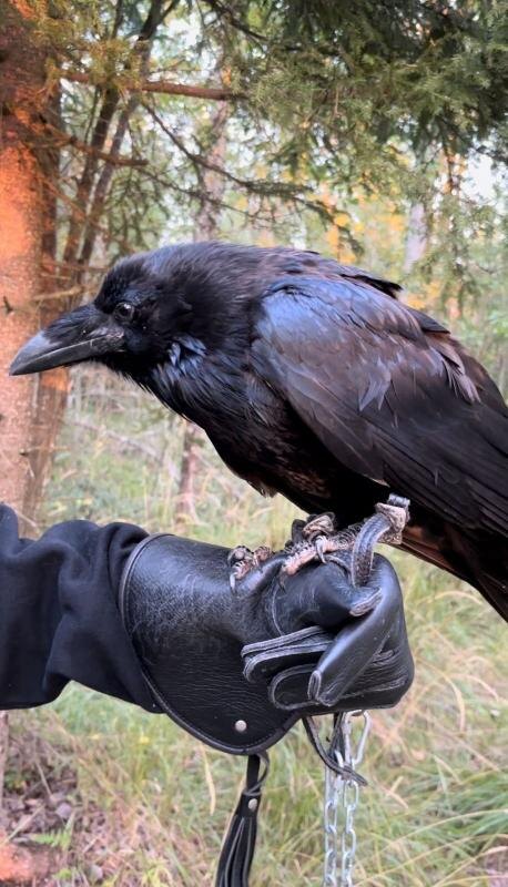 "Ворон – это не просто питомец, это личность с крыльями и острым умом, требующая уважения и понимания." – мнение опытного владельца.