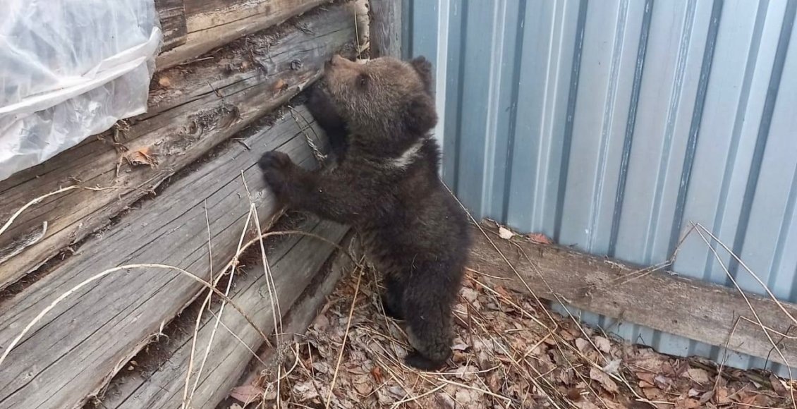    Фото: Минприроды Коми