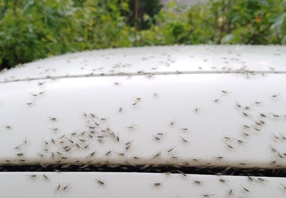    Тучи беспозвоночных облепили окна жилых домов и машины