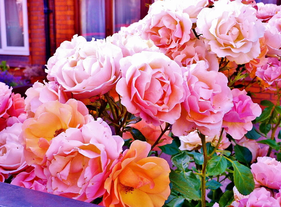 Трудно найти лучшее украшение участка, чем долго цветущие на нём розы