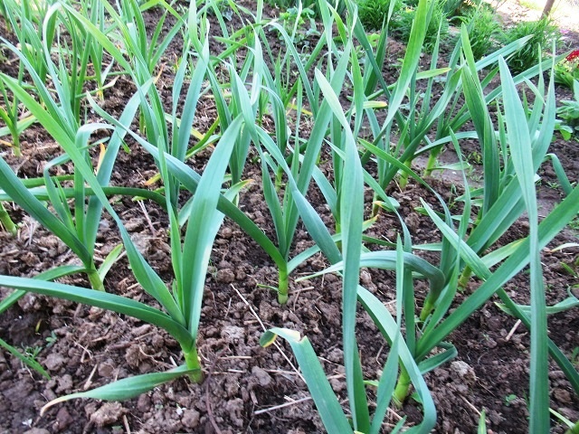 Какие подкормки для чеснока нужны в мае, и почему они так важны для крупной головки