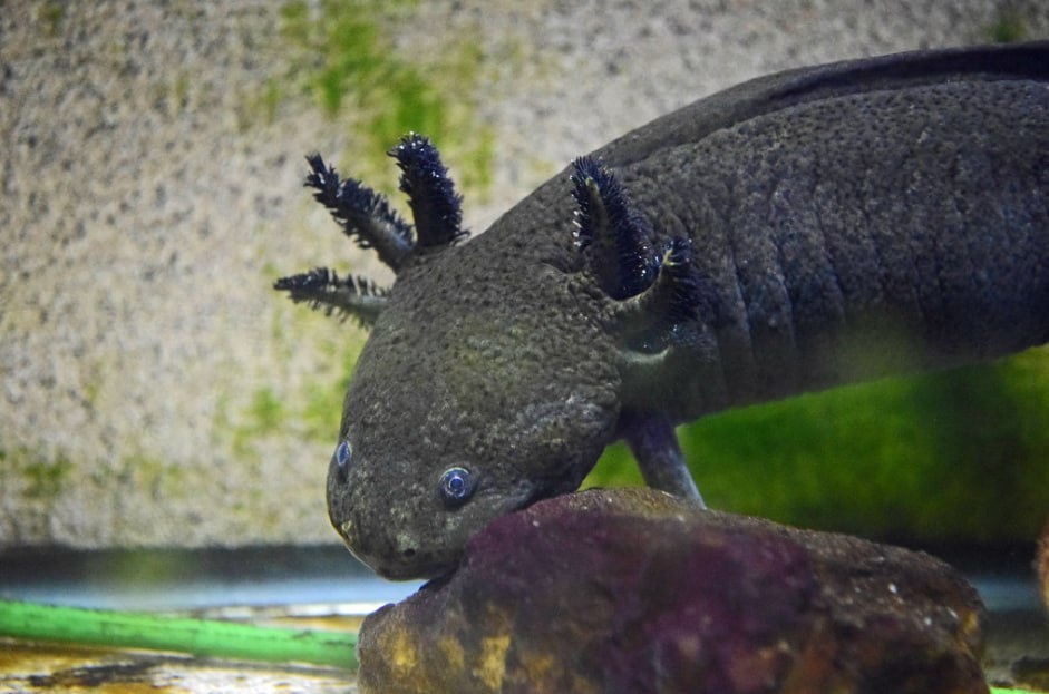 "Аксолотль – это медитативное животное. За ним интересно наблюдать, как он 'парит' в воде или 'улыбается' вам из своего укрытия. Это не тот питомец, которого будешь тискать, но он дарит умиротворение," – делится опытный аквариумист.