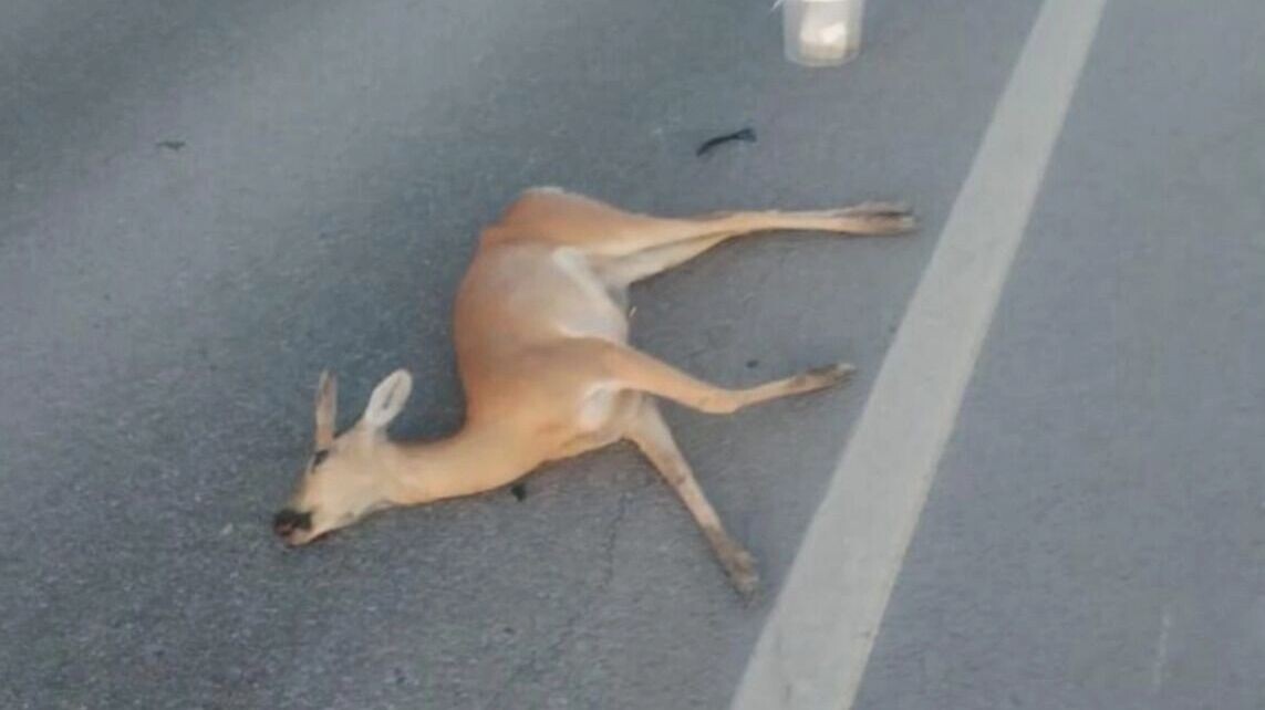     Источник: «Птичий остров»