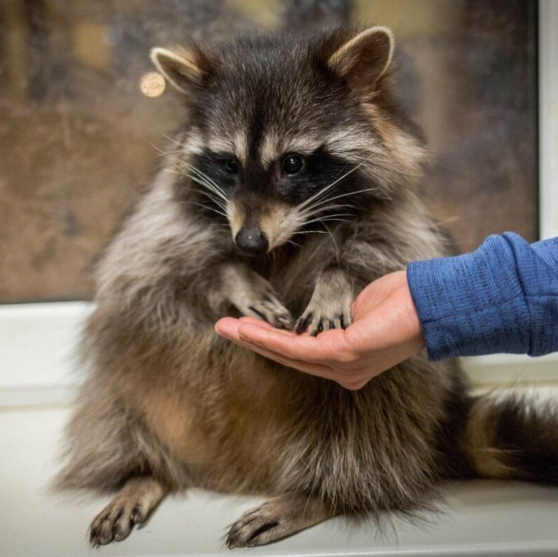 Еноты – ночные животные, очень любопытные, умные и изобретательные. 