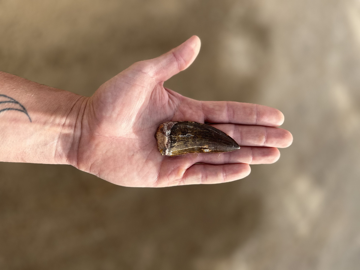 В пустые ученый обнаружил большие и маленькие зубы динозавров, крокодиломорфов и рыб. Фото: Антон Кочнев.