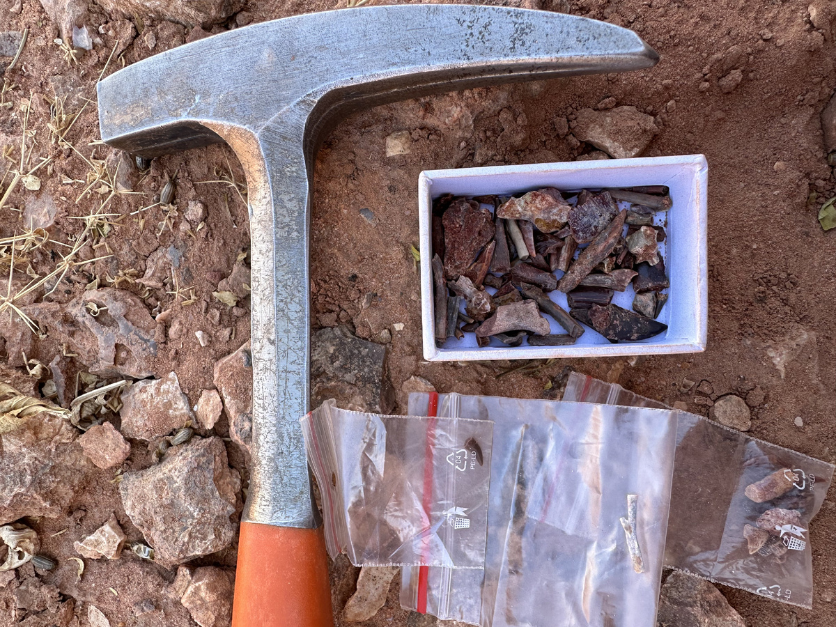 В пустые ученый обнаружил большие и маленькие зубы динозавров, крокодиломорфов и рыб. Фото: Антон Кочнев.