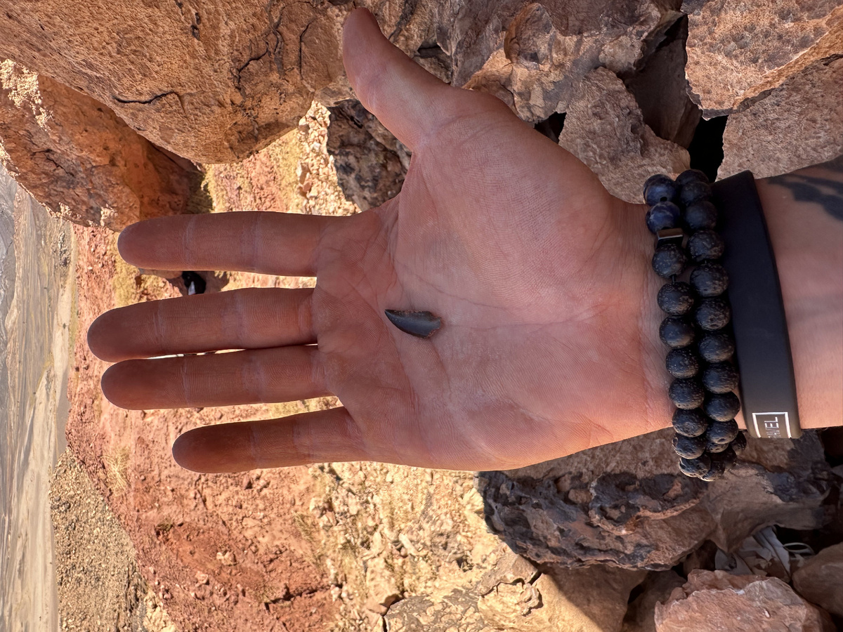 В пустые ученый обнаружил большие и маленькие зубы динозавров, крокодиломорфов и рыб. Фото: Антон Кочнев.