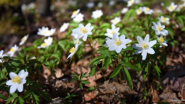    © Sputnik / Мария Амелина