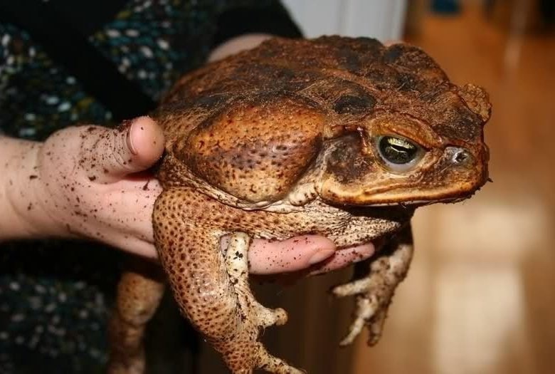 Лапы мощные, но передвигается она обычно неспешно, переваливаясь.