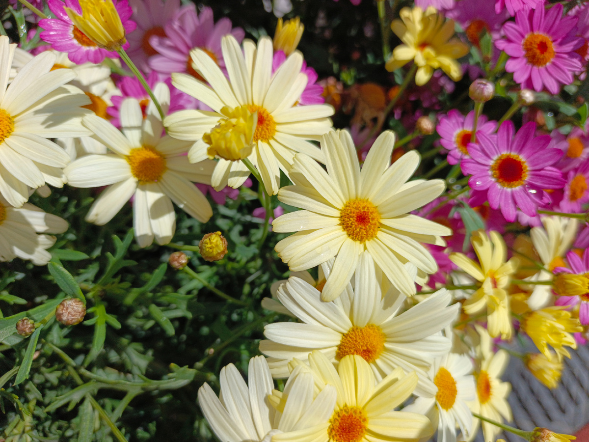 ФТ Сириус, Имеретинская набережная, середина мая 2025 г.