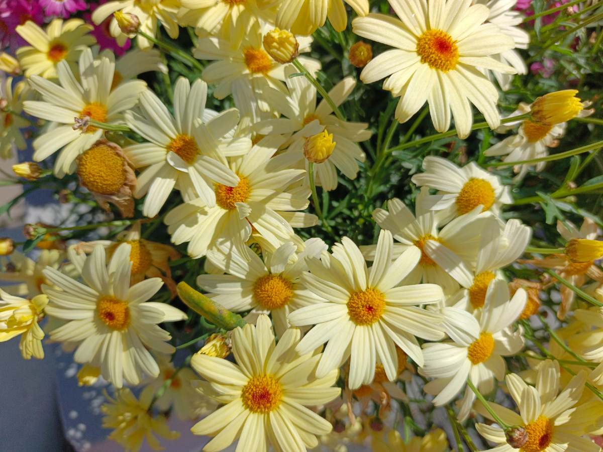 ФТ Сириус, Имеретинская набережная, середина мая 2025 г.