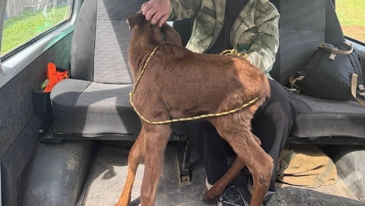     Источник: t.me/минприроды Удмуртии