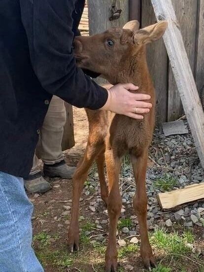     Источник: t.me/минприроды Удмуртии