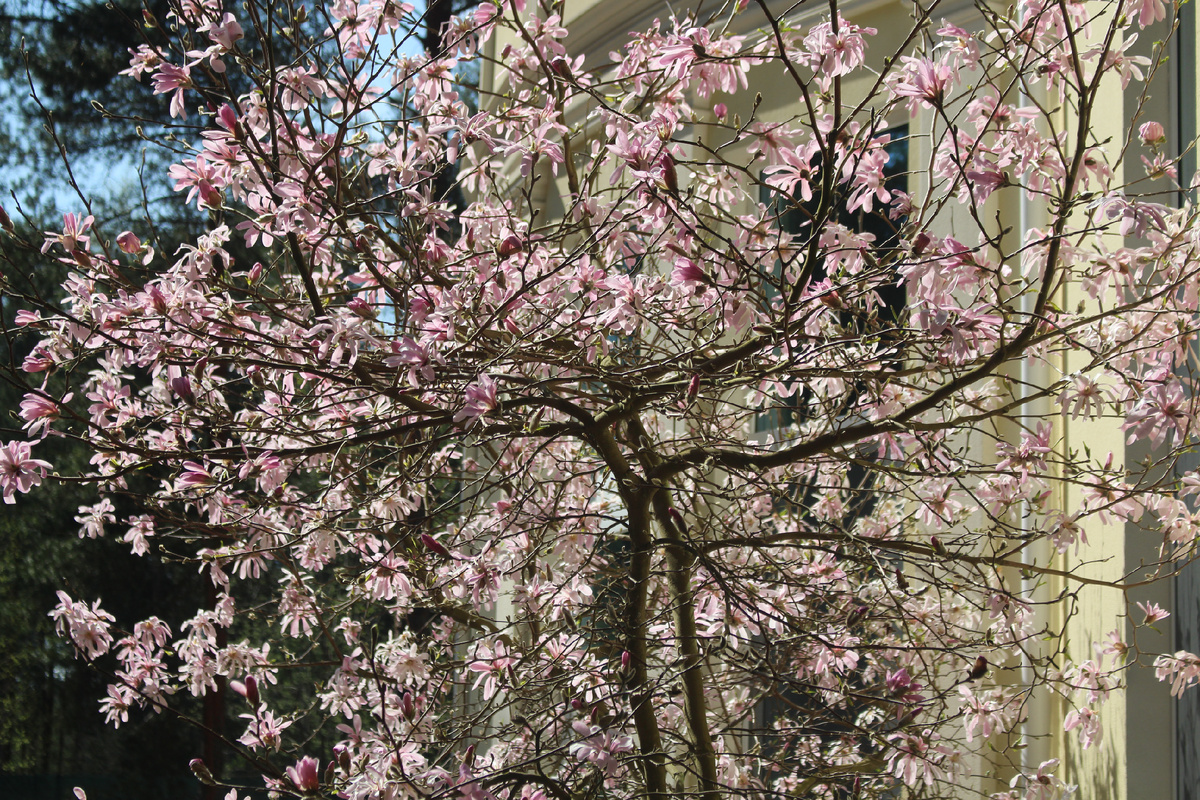 Магнолии в нашем саду 16.05.2025 