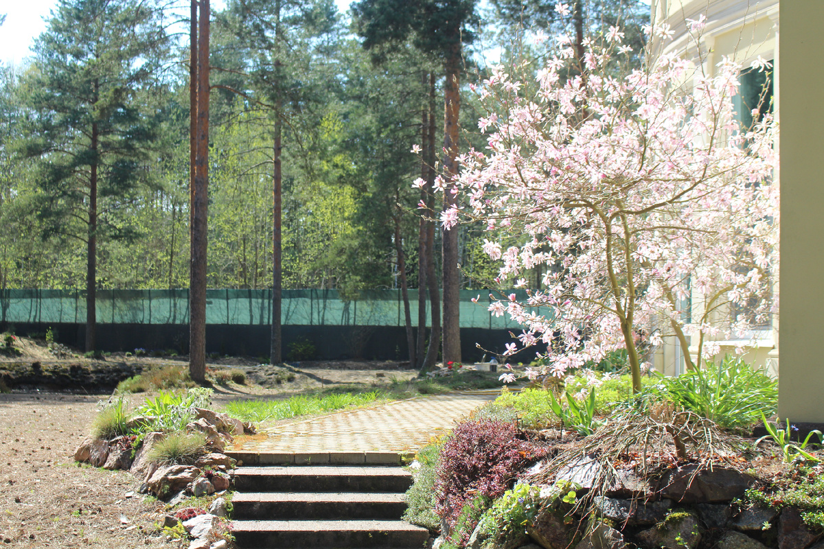 Магнолии в нашем саду 16.05.2025 