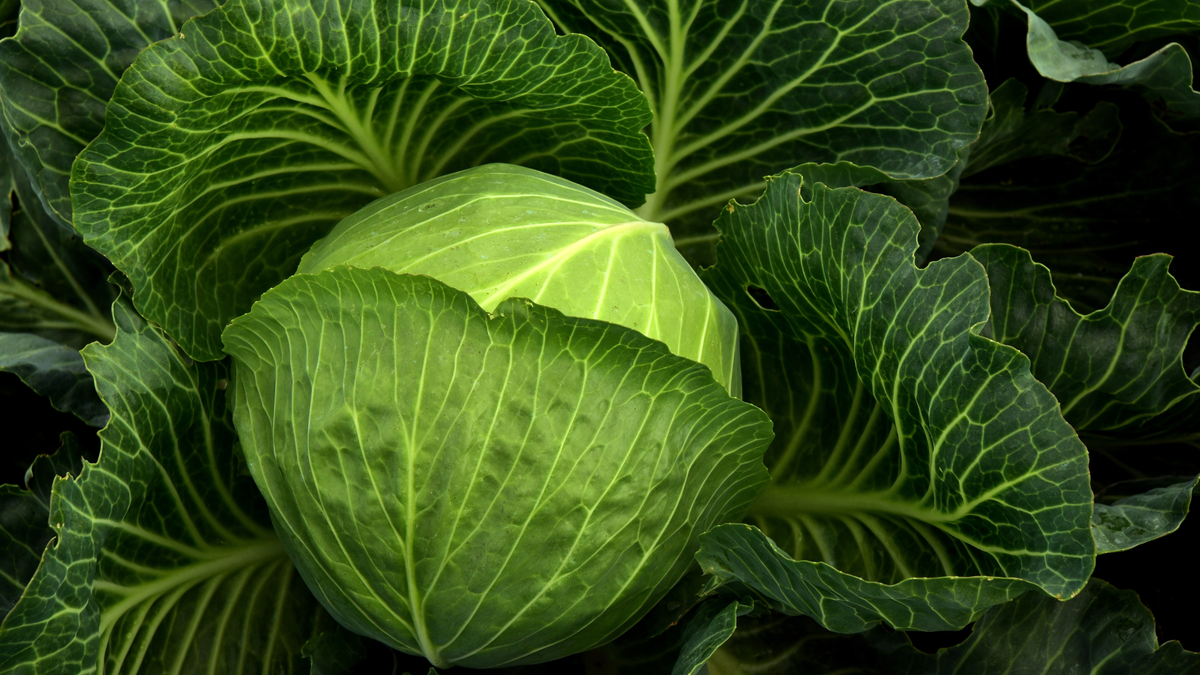 Щи с капустой