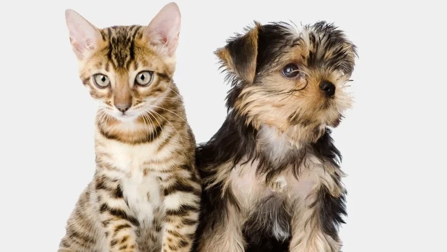 Больше интересного в нашем Telegram-канале! https://t.me/grand_prix_pet_food