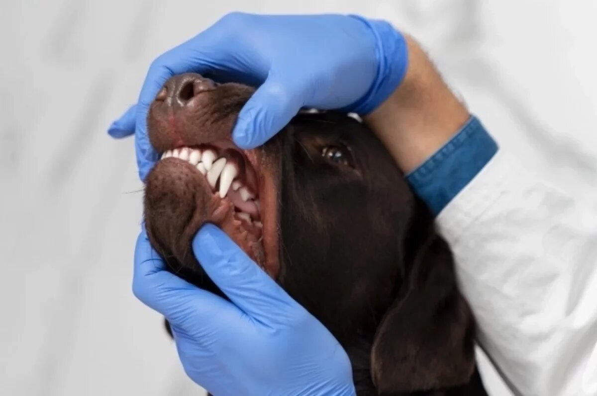    Участившиеся случаи укусов животных: рязанские врачи бьют тревогу