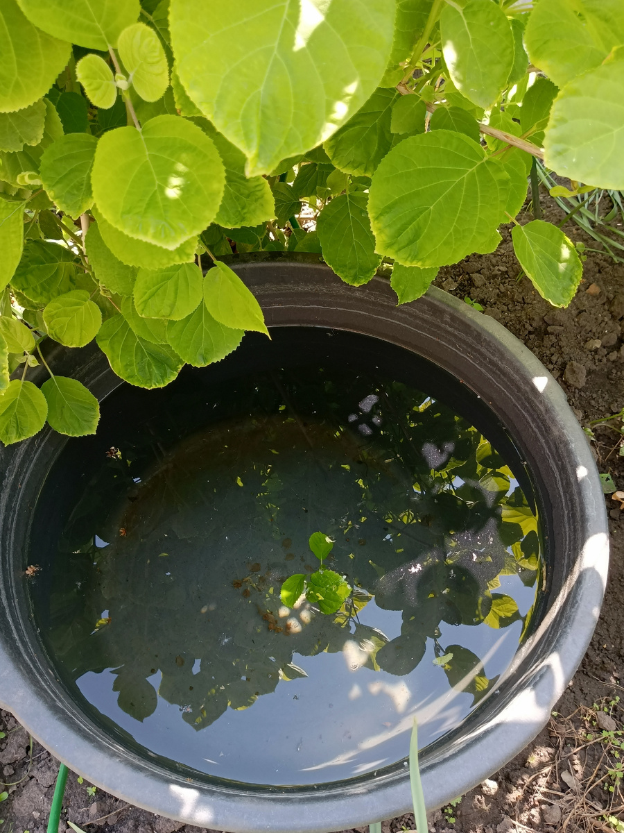 И Небо отражается в тазике с водой! 