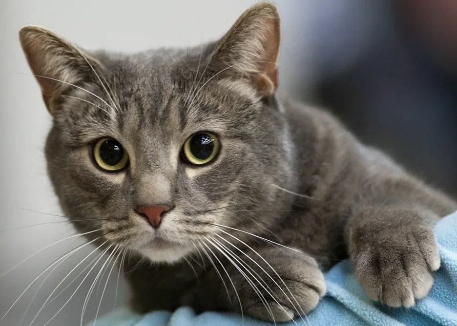 Больше интересного в нашем Telegram-канале! https://t.me/grand_prix_pet_food