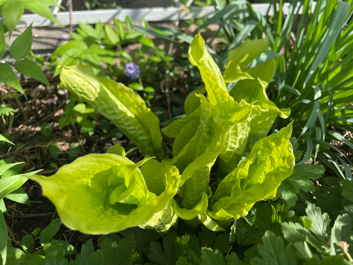 Dancing queen май 2025