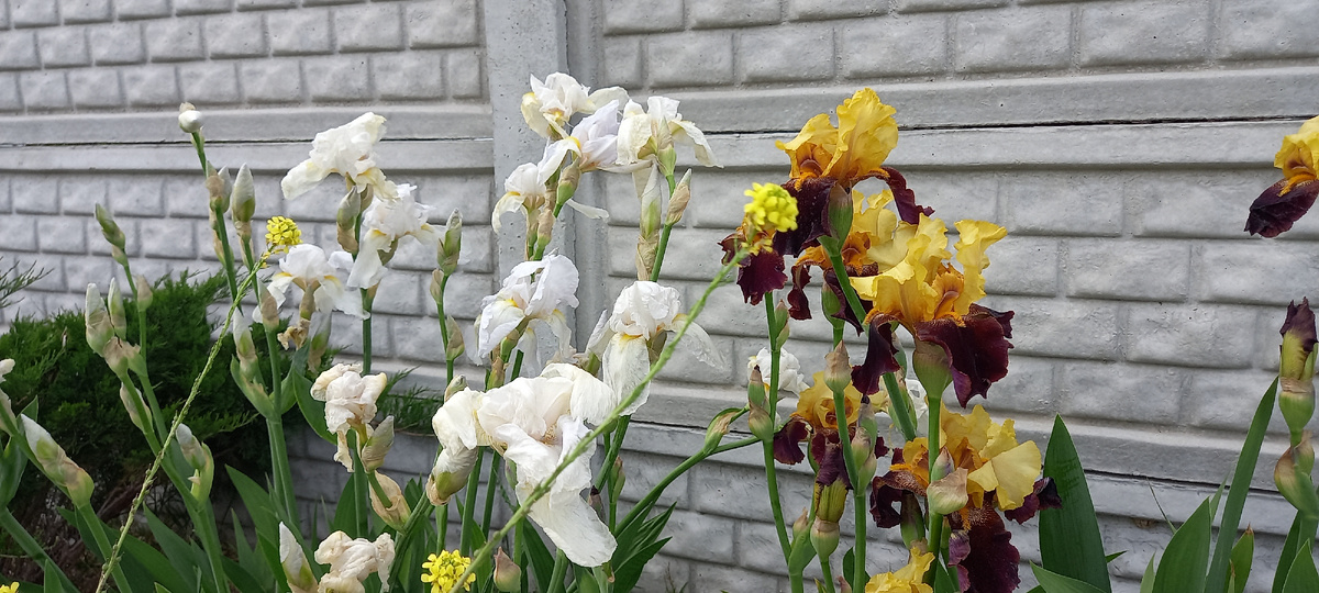 Ирисы