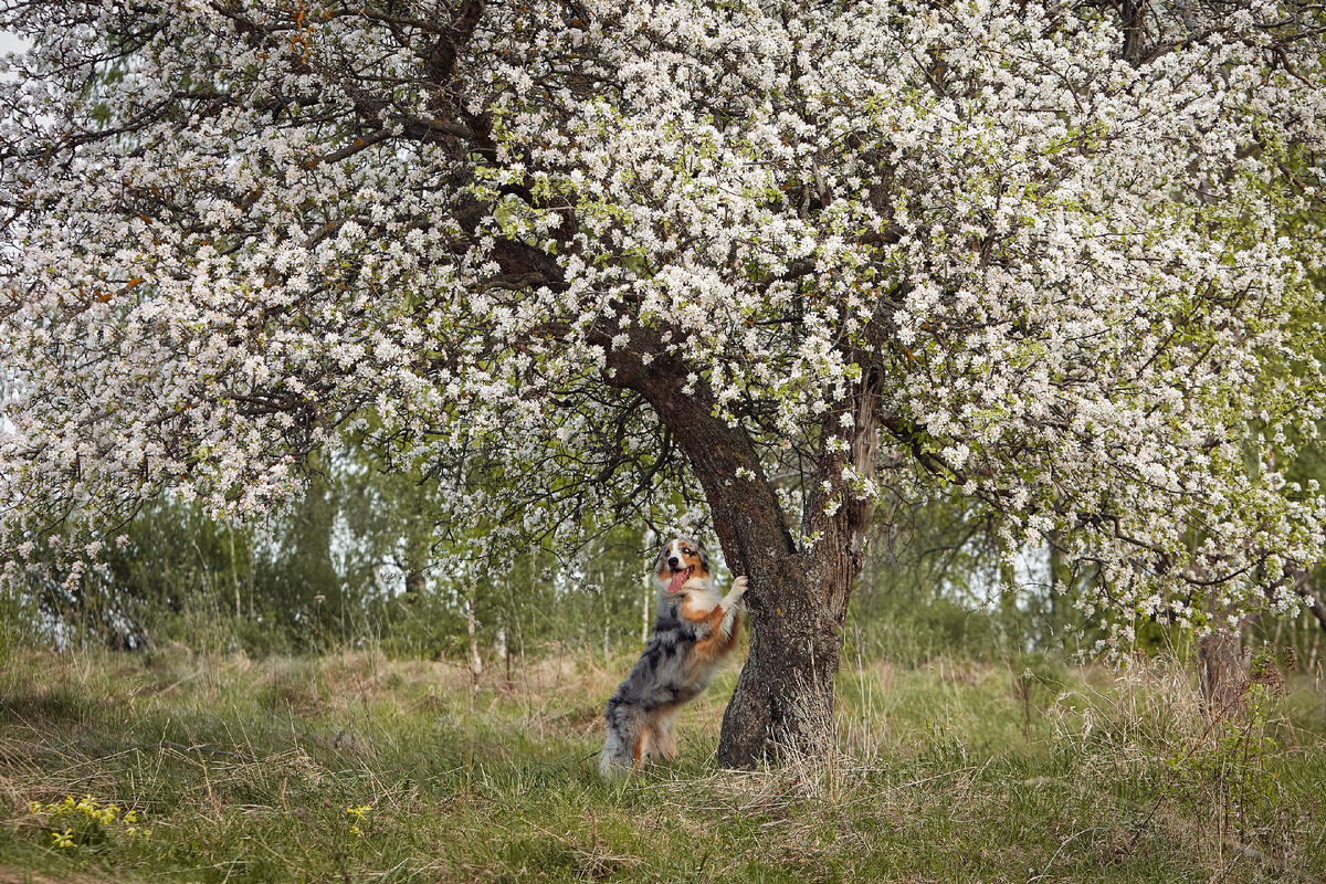 Кадастровый инженер и топ-мастер по межеванию земельных участков
