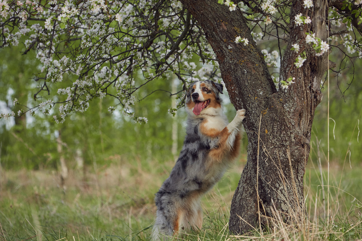 Одним взмахом зубов передвигает границы. Быстро, качественно, незаконно