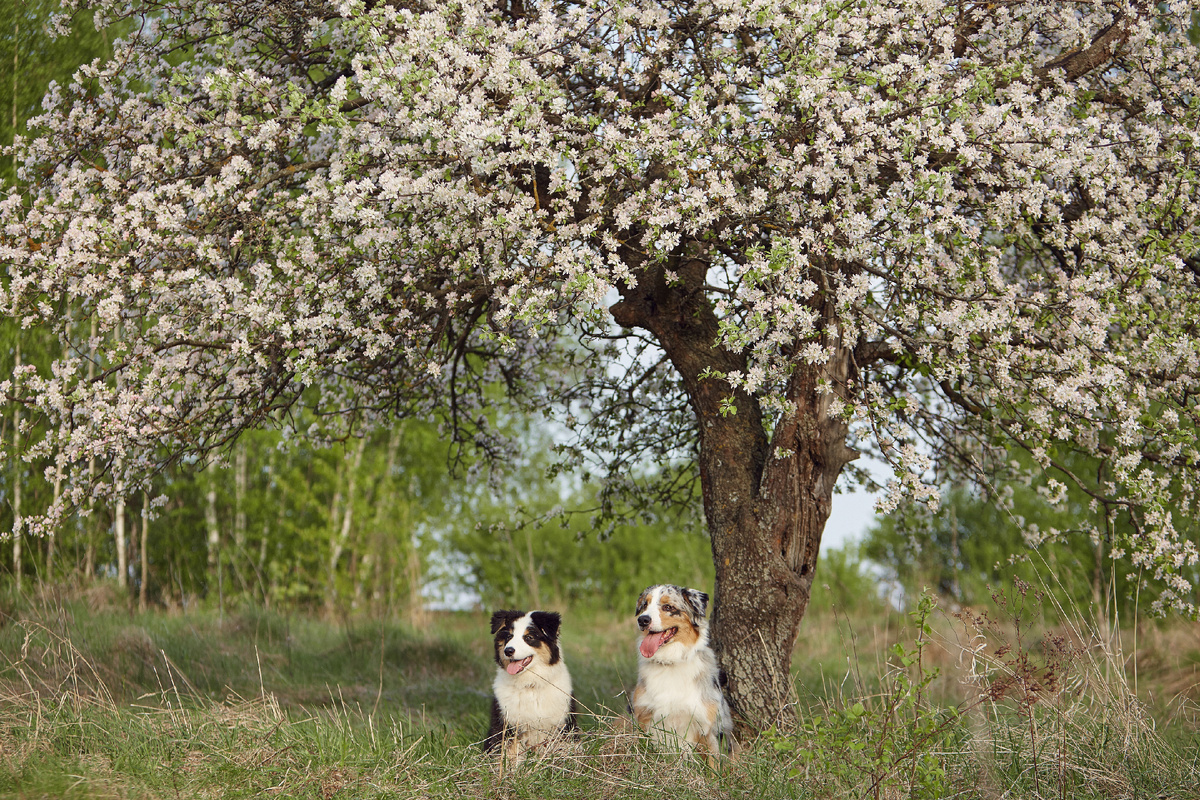 Усатая банда